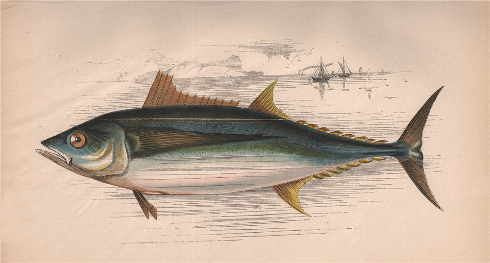 GERMON Long-Finned Tunny Orcynus Aile Longue Orcynus alalonga COUCH Fish 1862